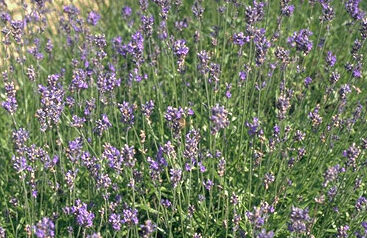 Lavandula angustifolia 'Dwarf Blue' P13-0