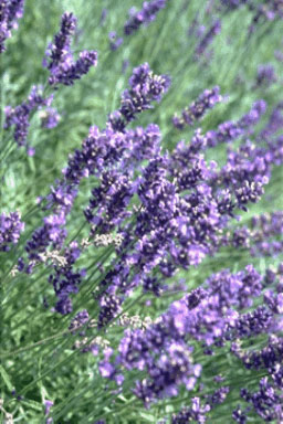 Lavandula angustifolia 'Essence Purple'-0