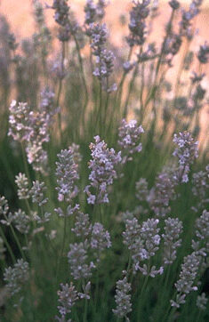 Lavandula ang. 'Rosea'-0