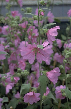 Lavatera olbia 'Rosea'-0