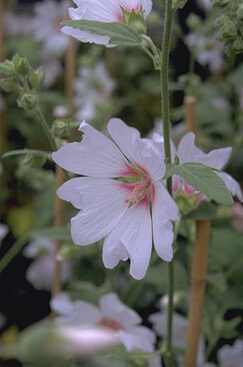 Lavatera thuringiaca 'Barnsley'-0
