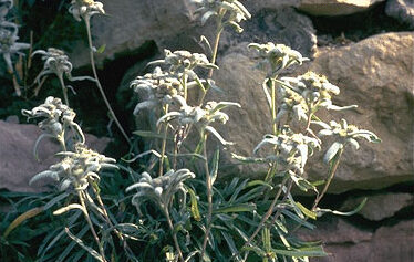 Leontopodium alpinum-0