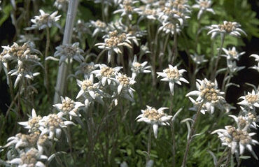 Leontopodium alpinum 'Mignon'-0