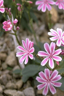 Lewisia cotyledon-0