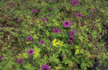 Geranium hybride 'Ann Folkard'-0