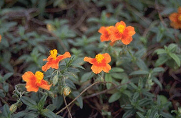 Helianthemum 'Bronzeteppich'-0