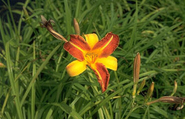 Hemerocallis 'Frans Hals'-0