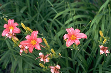 Hemerocallis 'Pink Damask'-0
