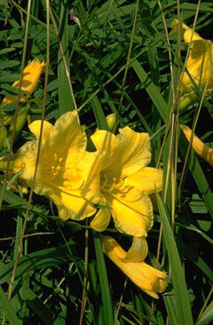 Hemerocallis 'Stella de Oro'-0