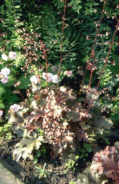 Heuchera 'Chocolate Ruffles'-0
