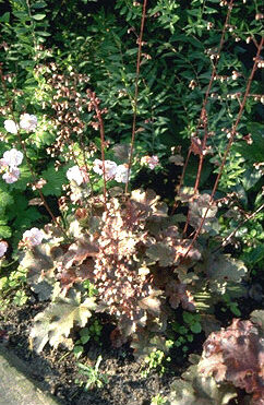 Heuchera 'Electra'-0