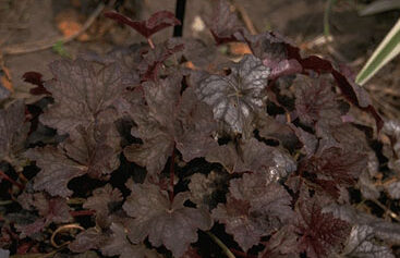 Heuchera 'Pewter Veil'-0