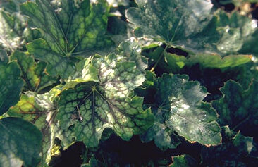 Heuchera 'Ring of Fire'-0