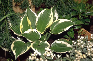Hosta fortunei 'Patriot'-0