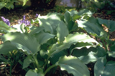 Hosta sieboldiana-0