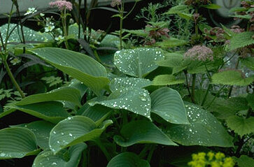Hosta 'Blue Angel'-0