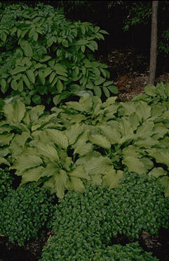 Hosta 'Honey Bells' P11-0