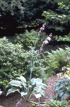 Hosta 'Regal Splendor'-0