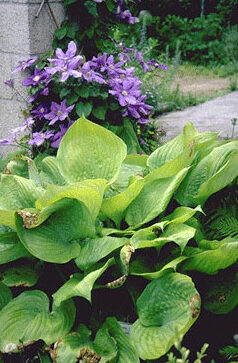 Hosta 'Sum and Substance' P11-0