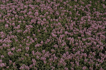 Lamium maculatum 'Pink Pewter'-0