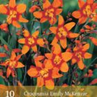 Crocosmia 'Emily Mckenzie'-0