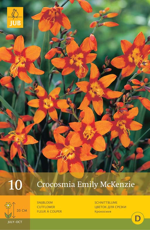 Crocosmia 'Emily Mckenzie'-0