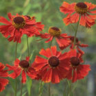 Helenium moerheim 'Beauty'-0
