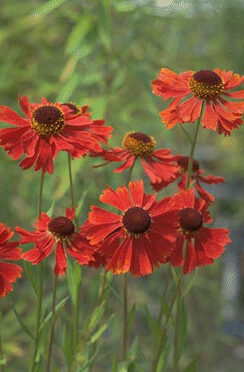 Helenium moerheim 'Beauty'-0