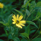 Helianthus 'Lemon Queen'-0