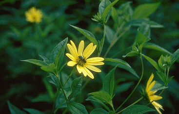 Helianthus 'Lemon Queen'-0