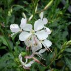 Gaura lindheimeri-0