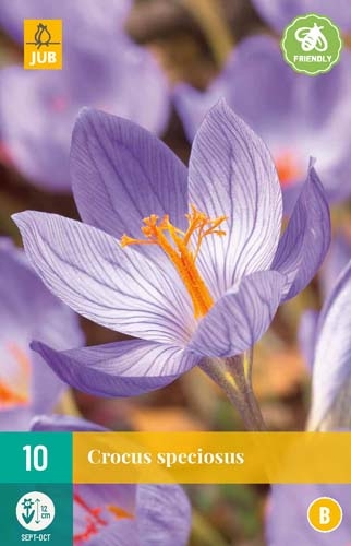 Crocus speciosus-0