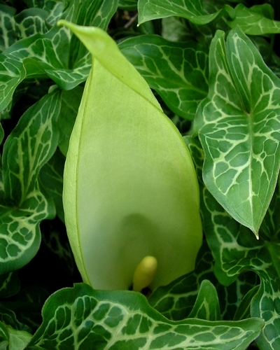 Arum maculatum-0