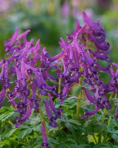 Corydalis 'Cava' -0