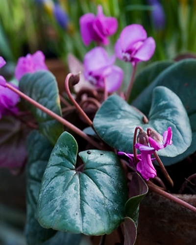 Cyclamen coum-0