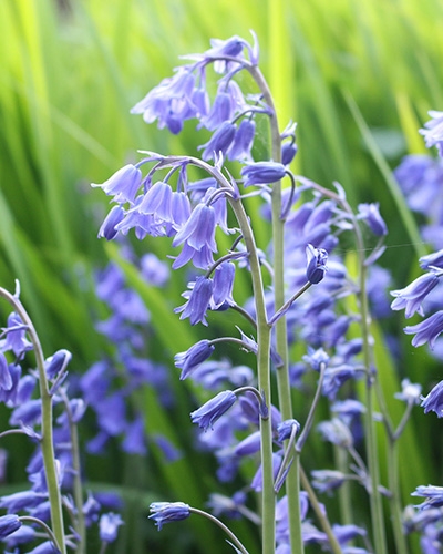 Hyacinthoides 'Non-scripta'-0