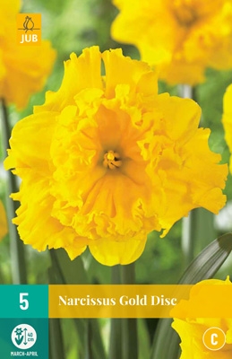 Narcissus 'Gold Disc'-0