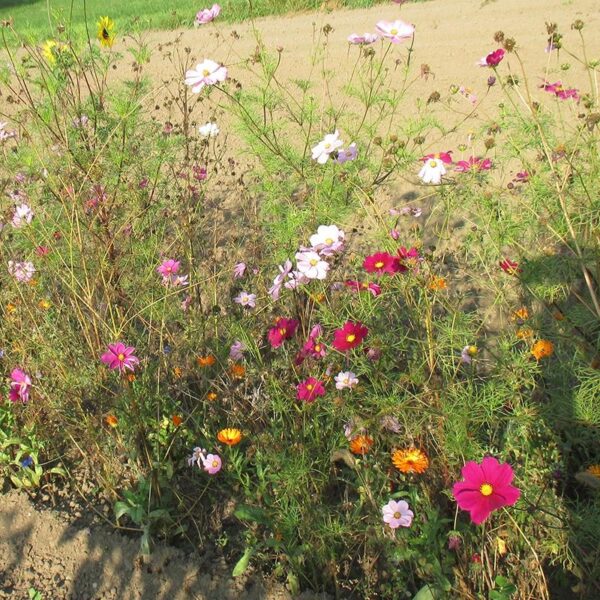 Akkerbloemenmengsel-0