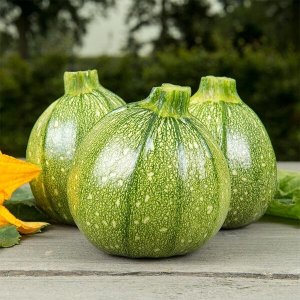Bolcourgette 'Ola Redonda'-0