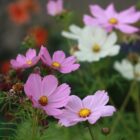 Cosmea, gemengd-0