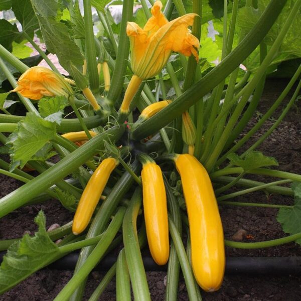 Courgette 'Ola Gabriella F1'-0