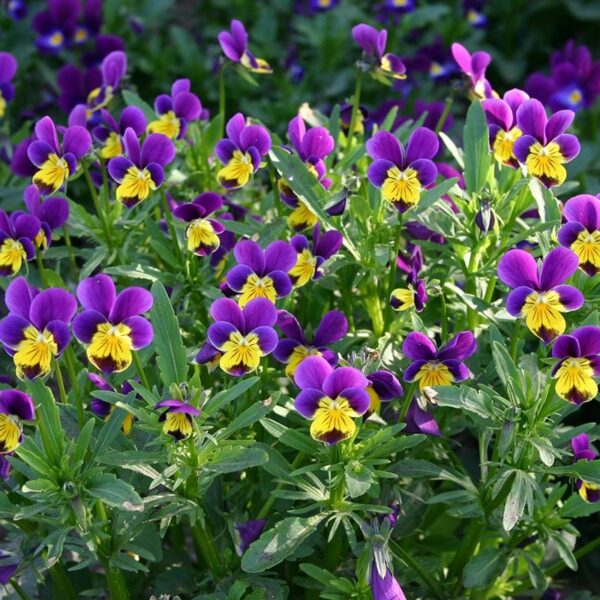 Driekleurig viooltje-0