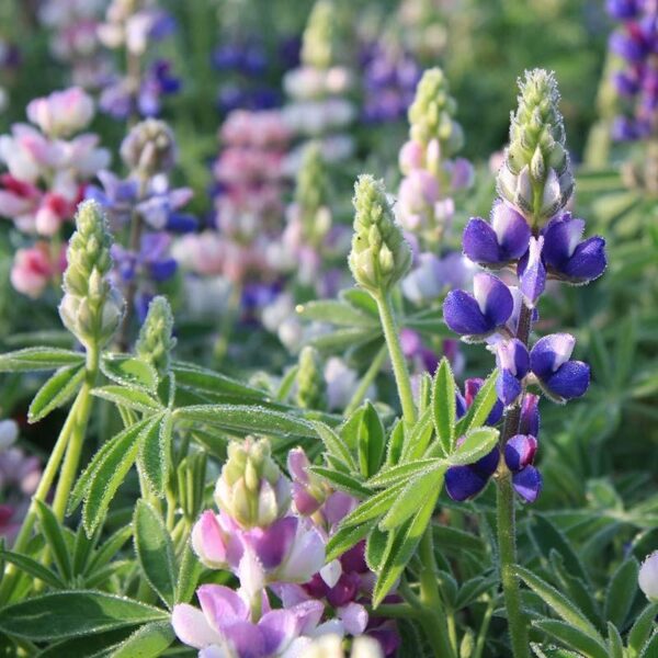Kleine lupine-0