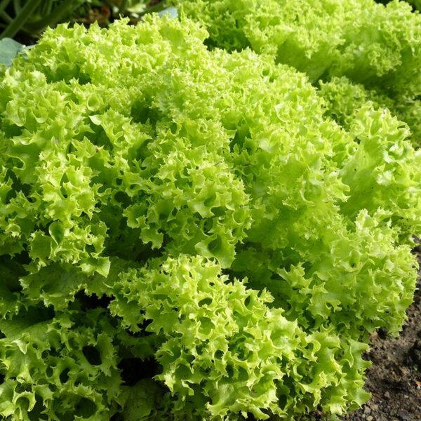 krulsla 'Lollo Bionda'-0