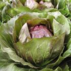 Radicchio Rosso 'Leonardo F1'-0