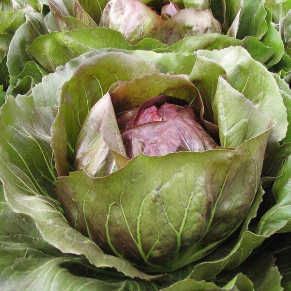 Radicchio Rosso 'Leonardo F1'-0