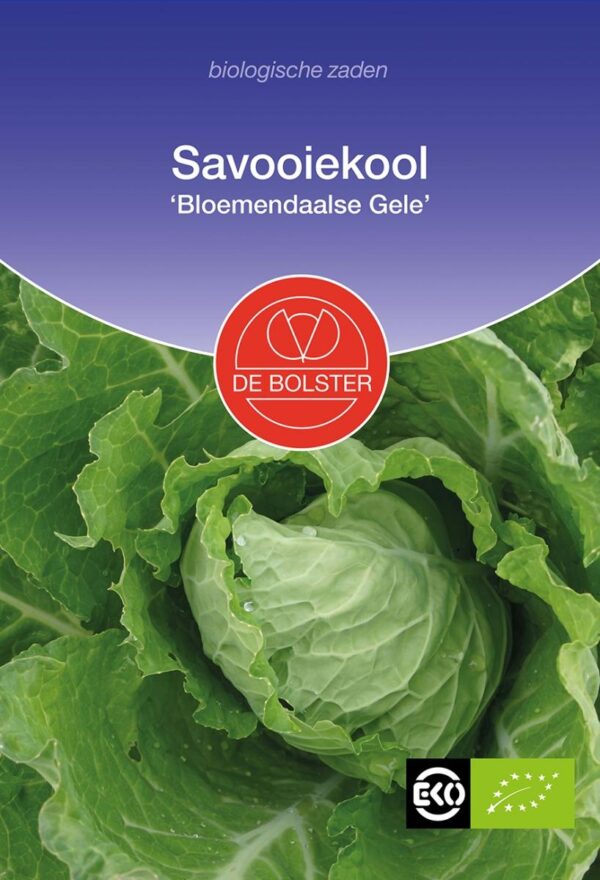 Savooiekool 'Bloemendaalse Gele'-0