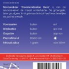 Savooiekool 'Bloemendaalse Gele'-9059