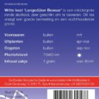 Witte kool 'Langedijker Bewaar'-9053