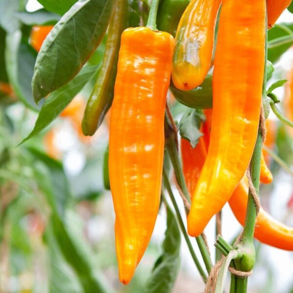 Zoetpuntpaprika 'Kyra'-0